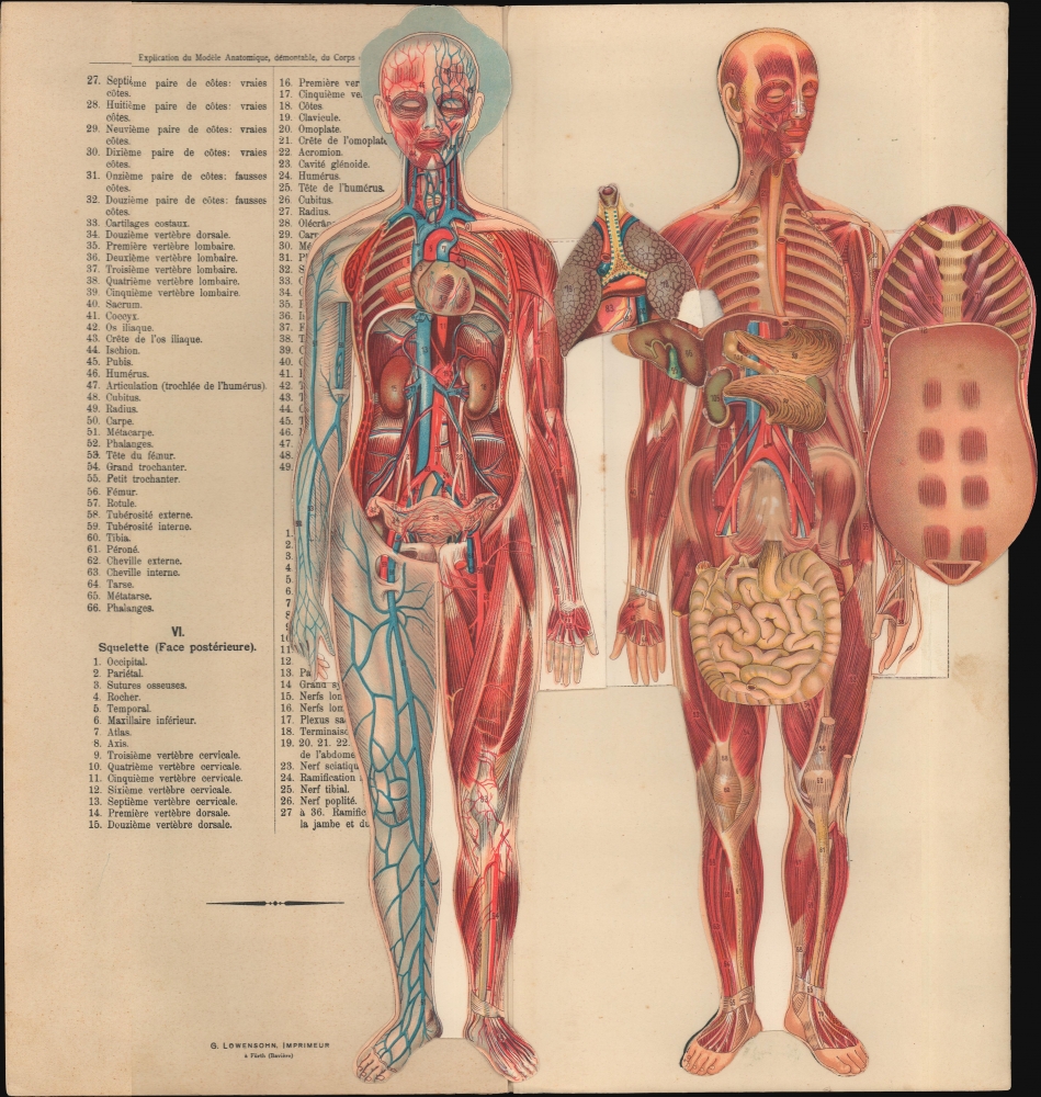 Le corps humain. Anatomie de la Femme. - Alternate View 1
