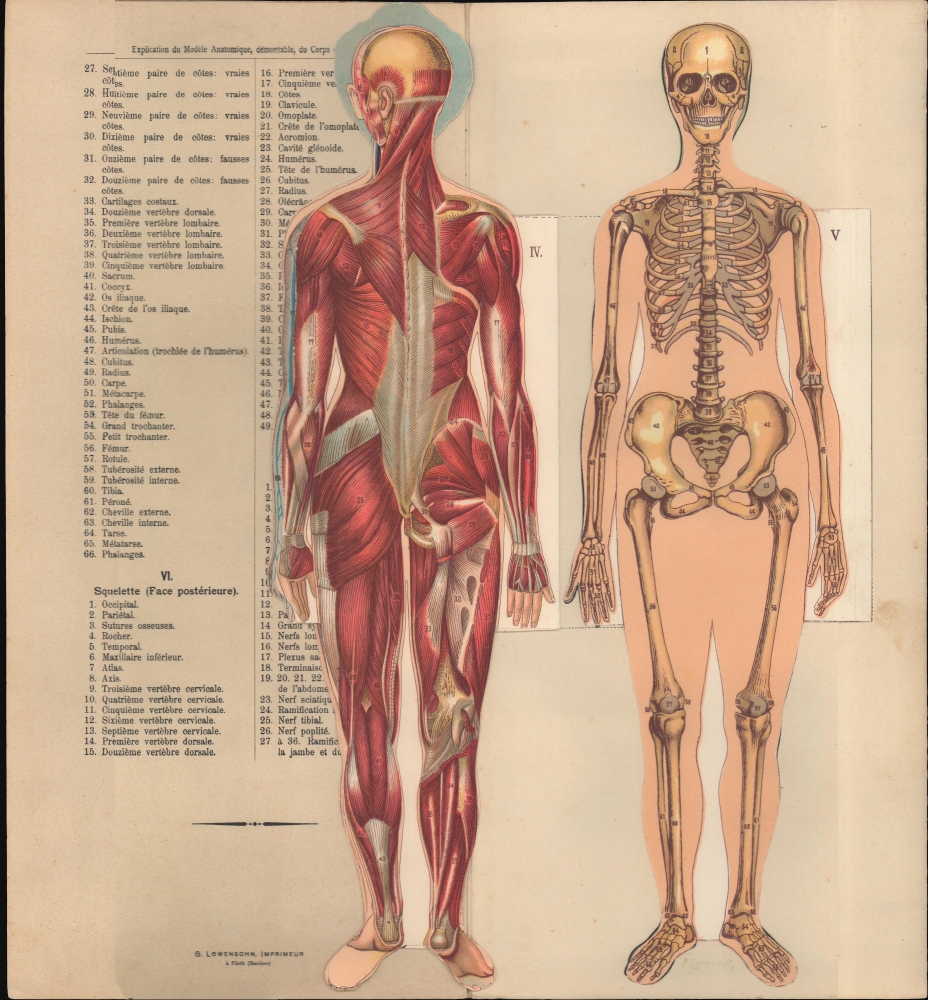 Le corps humain. Anatomie de la Femme. - Alternate View 2