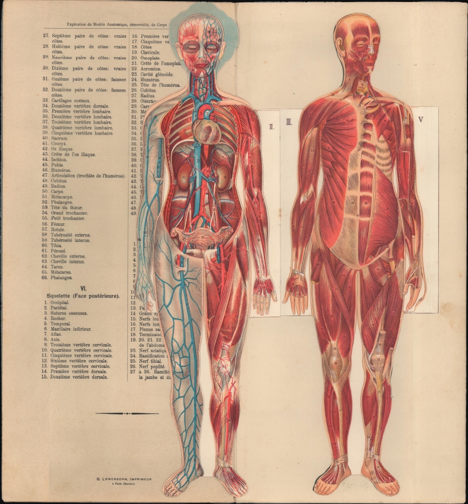 Le corps humain. Anatomie de la Femme. - Alternate View 4