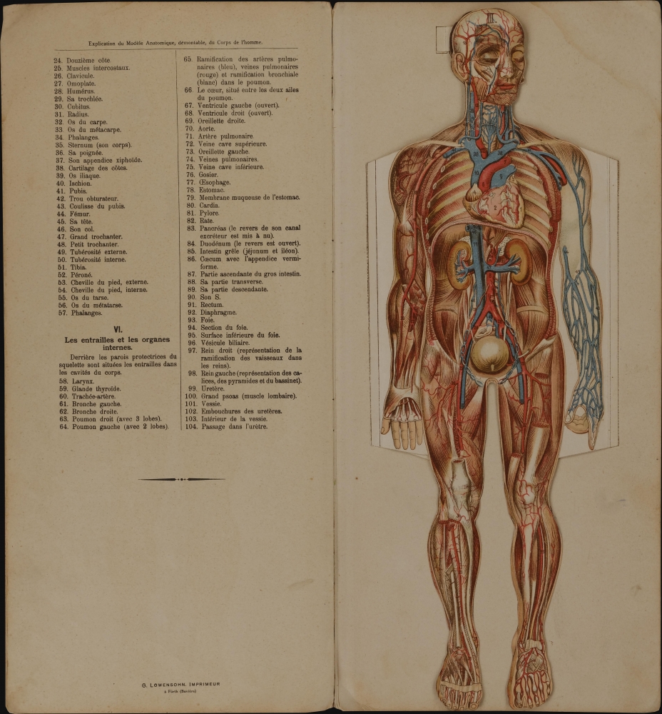 Le corps humain.  Anatomie de l'Homme. - Alternate View 1