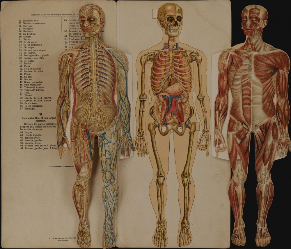 Le corps humain.  Anatomie de l'Homme. - Alternate View 2