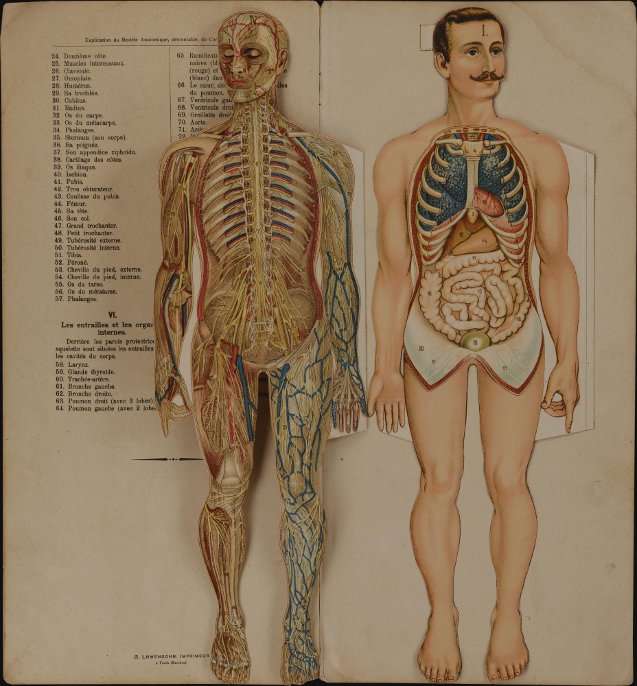 Le corps humain. Anatomie de l'Homme.: Geographicus Rare Antique Maps