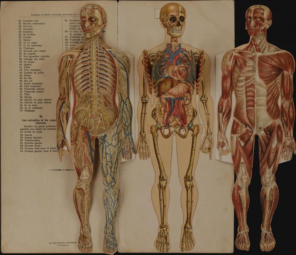 Le corps humain. Anatomie de l'Homme.: Geographicus Rare Antique Maps