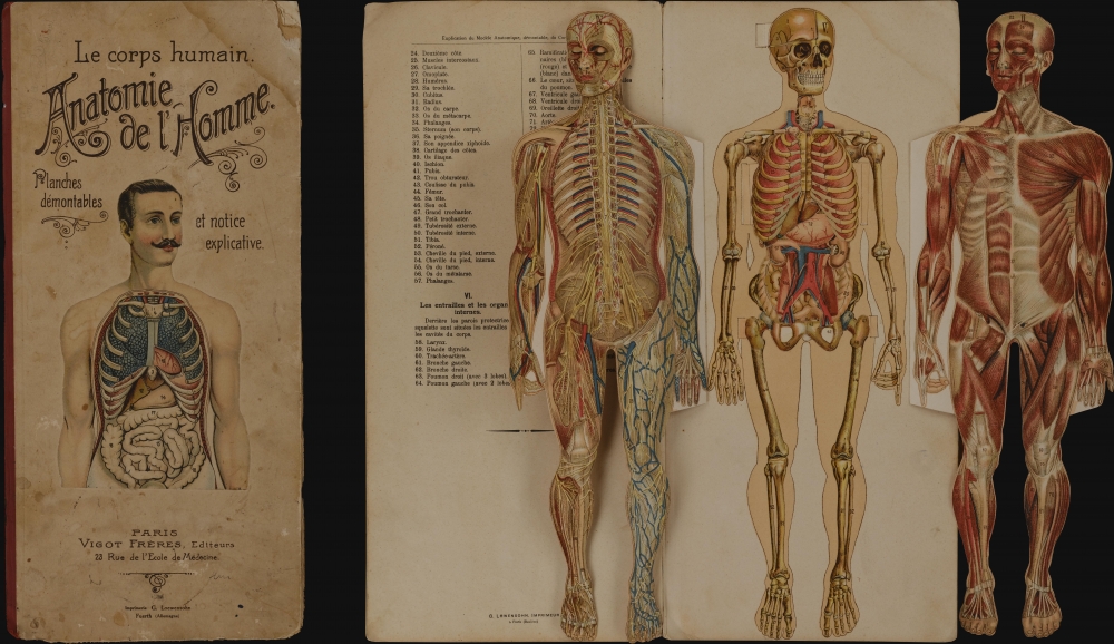 Le corps humain.  Anatomie de l'Homme. - Main View