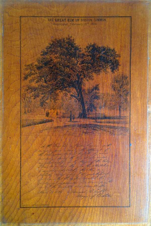 The Great Elm on Boston Common. - Main View