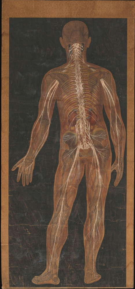 1880 Japanese Manuscript Chart of the Human Nervous System