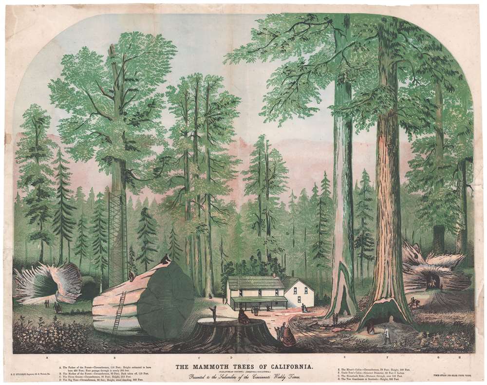 The Mammoth Trees of California. (Calaveras County.) (Sequoia Gigantea.) - Main View