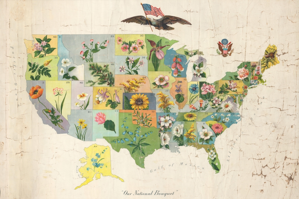 Our National Bouquet. - Main View