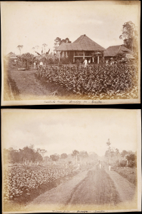 1890 Photograph of Buildings and Fields of the Brindjey Tobacco Estate, Sumatra