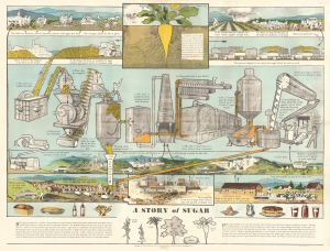 1932 Beet Sugar Association Diagram of Sugar Production