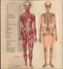 Le corps humain. Anatomie de la Femme. - Alternate View 2 Thumbnail