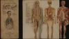 1900 Vigot Anatomical Model of Man