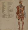 Le corps humain.  Anatomie de l'Homme. - Alternate View 1 Thumbnail
