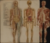 Le corps humain.  Anatomie de l'Homme. - Alternate View 2 Thumbnail