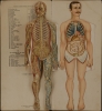 Le corps humain.  Anatomie de l'Homme. - Alternate View 3 Thumbnail
