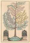 1859 Arbre Historique de La France. - Main View Thumbnail