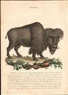 1750 Italian Zoological Print of an American Bison