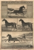 1883 Broadside Advertisement for Village Farm Horses, East Aurora, NY